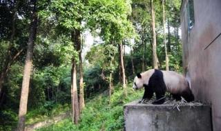 中国保护大熊猫研究中心